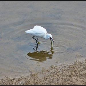 Beidaihe County Nature Reserve for Birds in Hebei Province